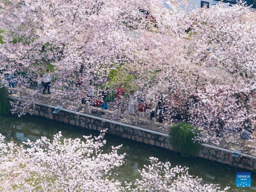 An aerial drone photo taken on April 5, 2026 shows people viewing cherry blossoms along the moat during the Qingming Festival holiday in Changshu City, east China's Jiangsu Province. (Xinhua)