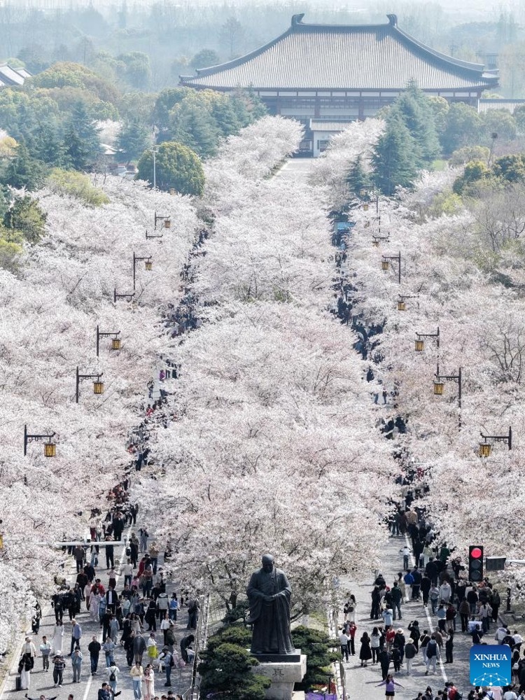 An aerial drone photo taken on April 4, 2026 shows tourists viewing cherry blossoms during the Qingming Festival holiday in Yangzhou City, east China's Jiangsu Province. (Xinhua)