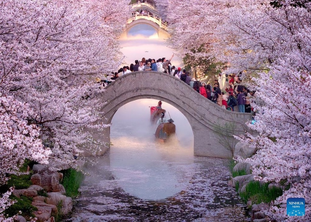 An aerial drone photo taken on April 5, 2026 shows tourists viewing cherry blossoms at a scenic spot during the Qingming Festival holiday in Nantong City of east China's Jiangsu Province. (Xinhua)