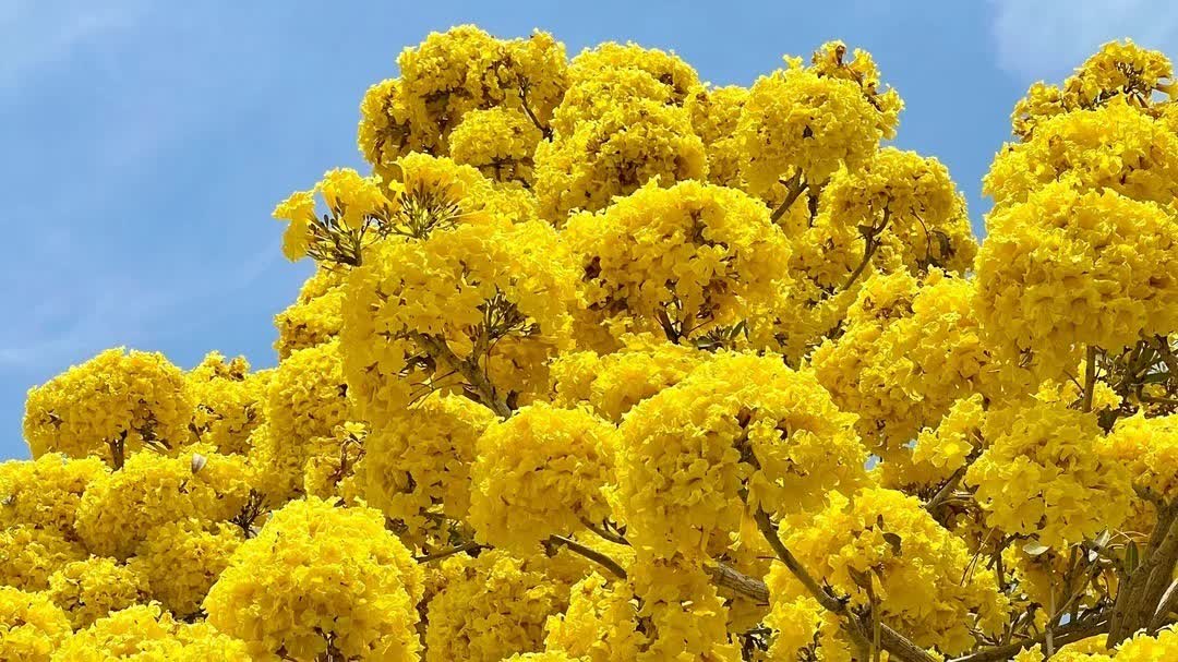 Shenzhen Talent Park's silver trumpet trees blooming