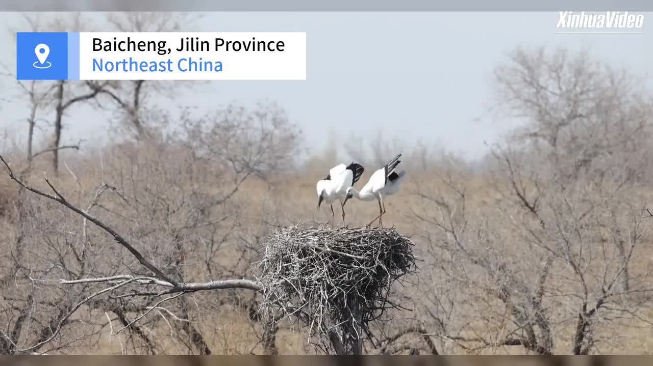 Watch This | Wildlife drama: mallard VS. oriental stork