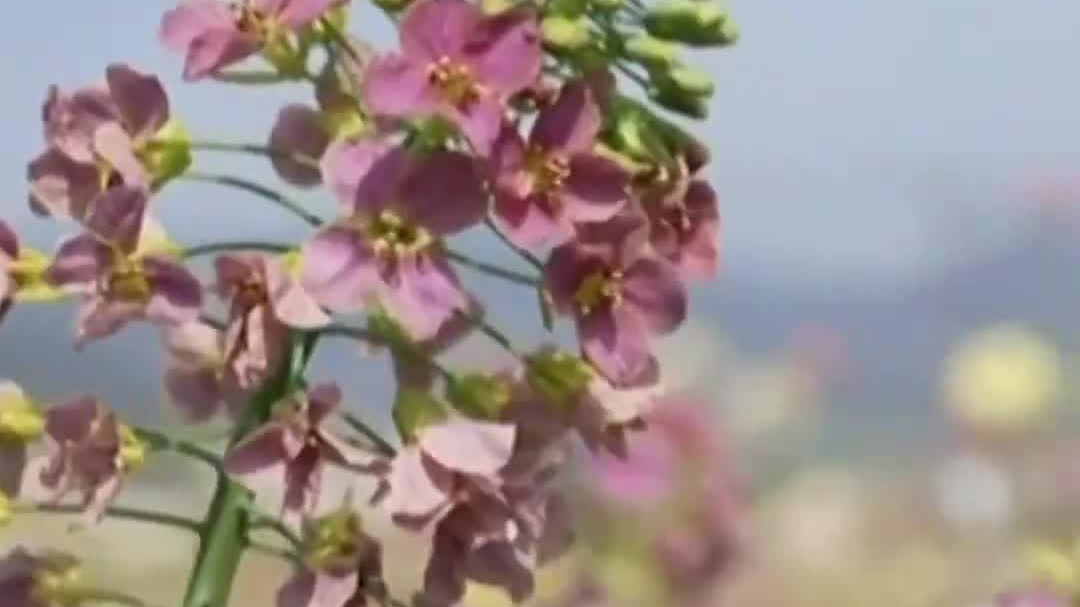 Watch This | A field of 80 colors in bloom
