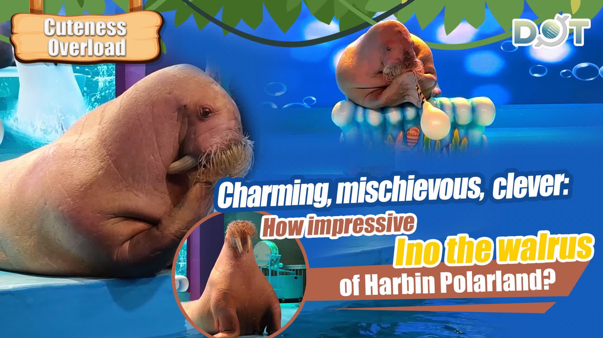 Cuteness Overload | Charming, mischievous, clever: How impressive is Ino the walrus of Harbin Polarland?