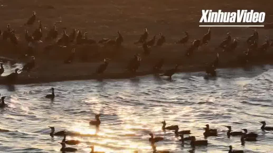Watch This | Thousands of migratory birds return to Kangba Noel wetland showcasing natural beauty