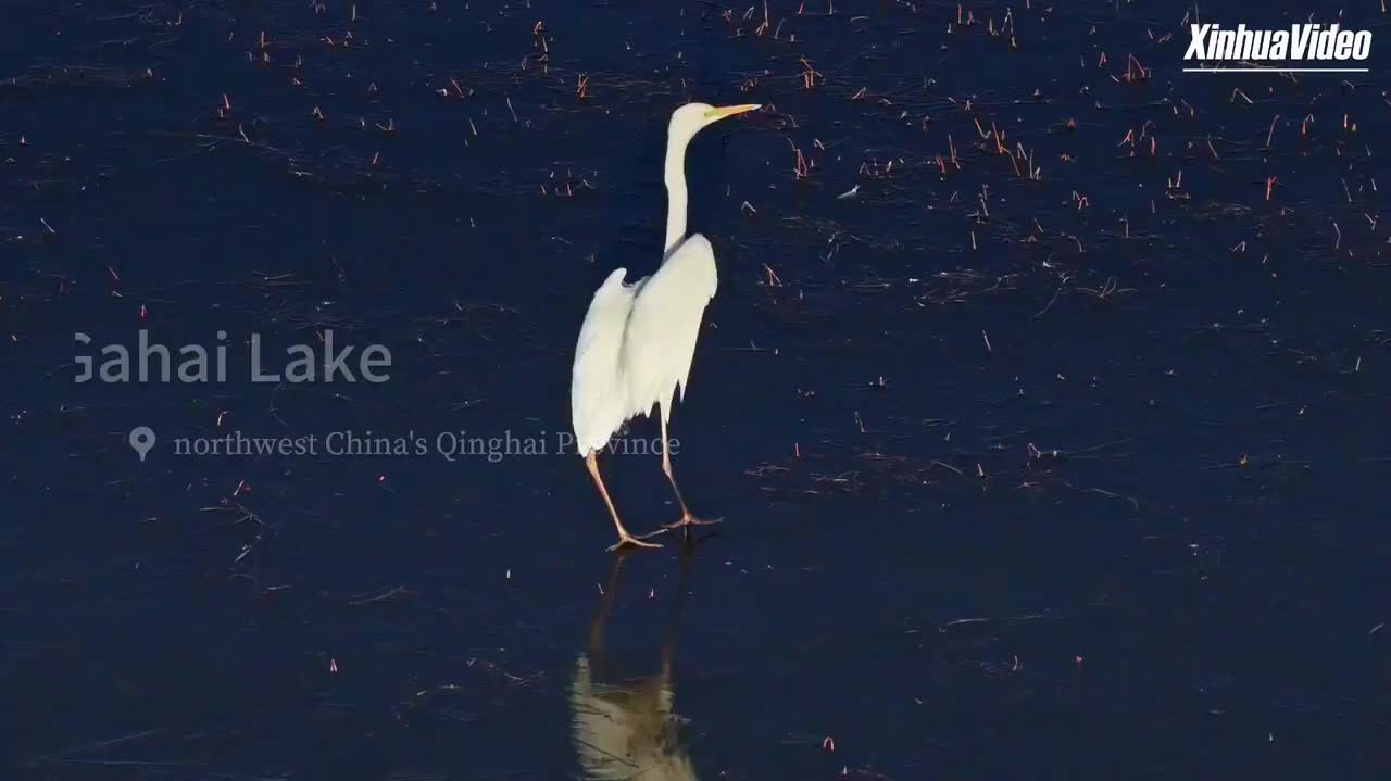 Watch This | Egrets return to Gahai Lake in late spring