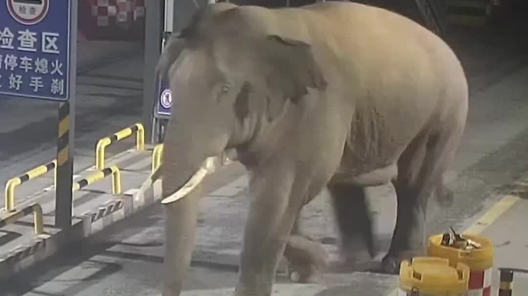 Watch This | Wild Asian elephant passes through checkpoint in southwest China