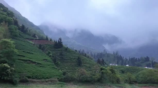 Watch This | Tea farmers bring aroma from deep mountains to urban customers