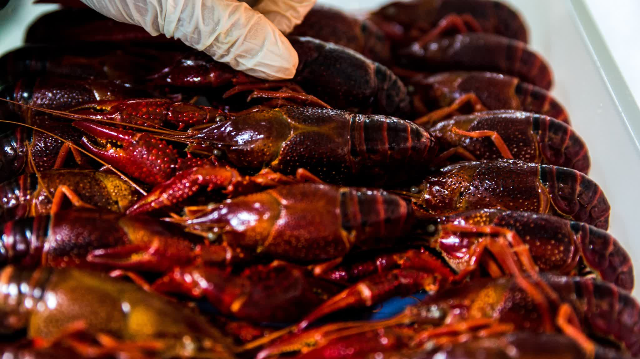 Safe crayfish eating guide: Why you should skip head and stick to tail