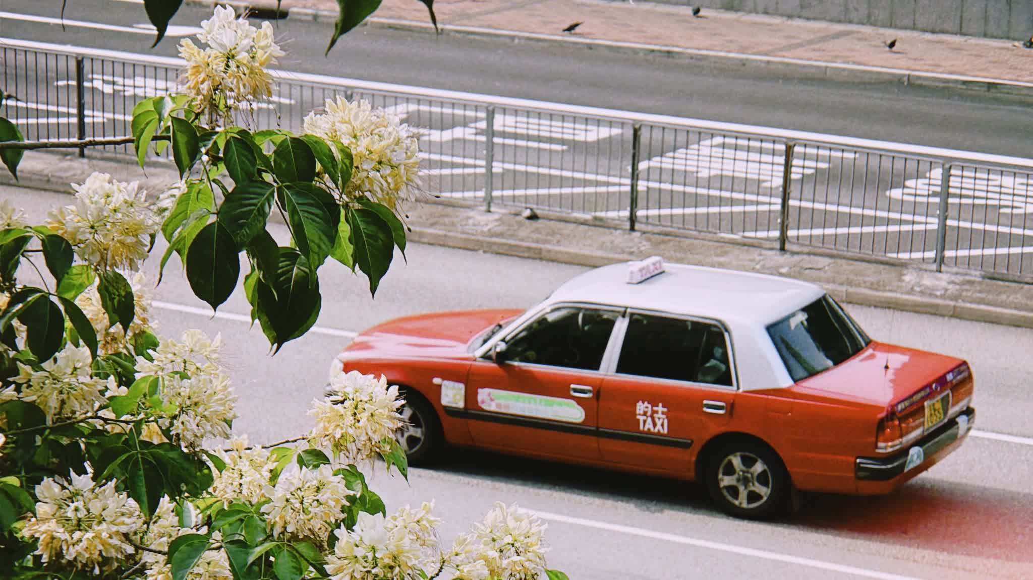 Hong Kong's May Day blooms: 6 must-visit spider flower spots with transport & tips