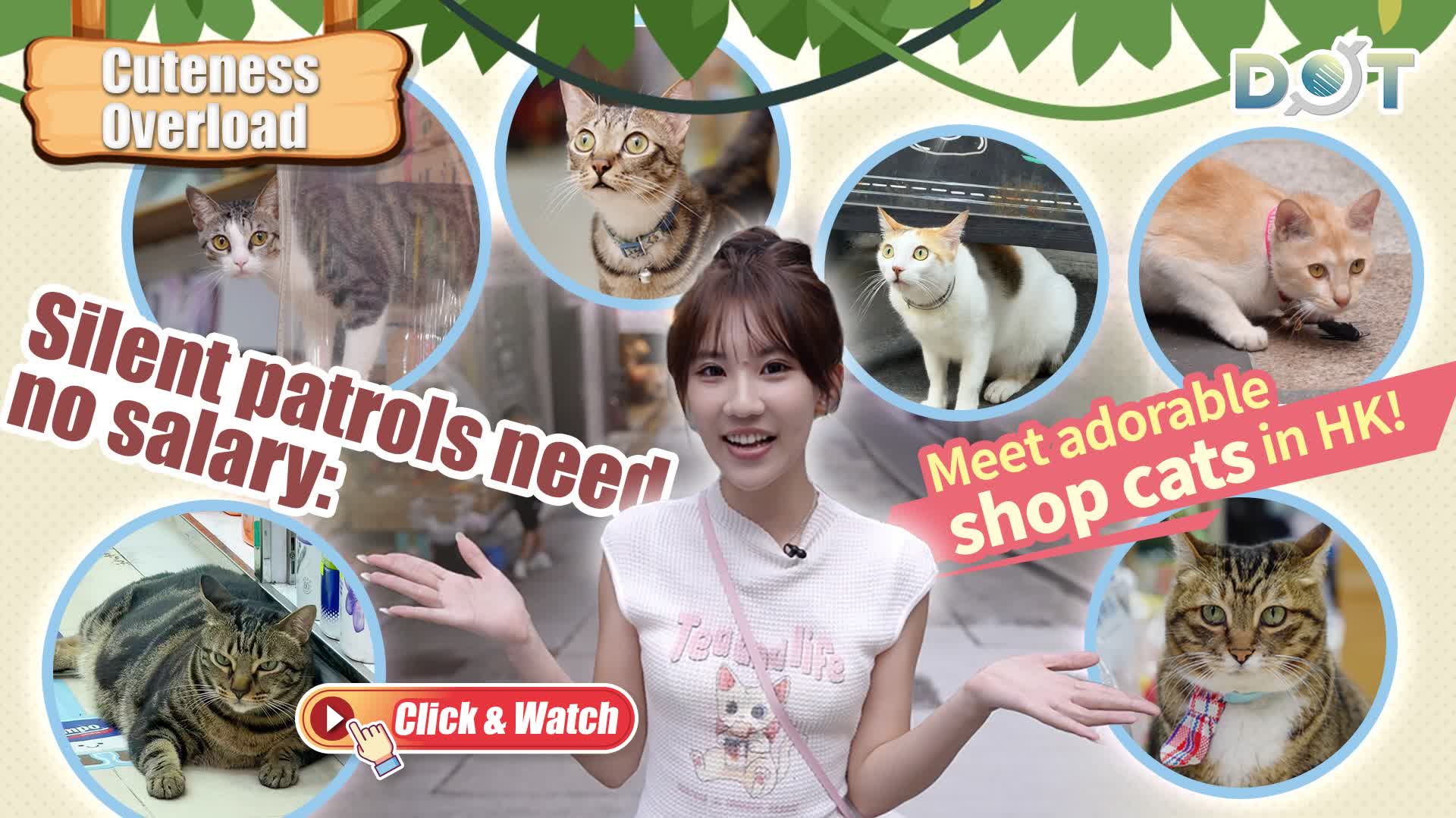 Cuteness Overload | Silent patrols need no salary: Meet adorable shop cats in HK!