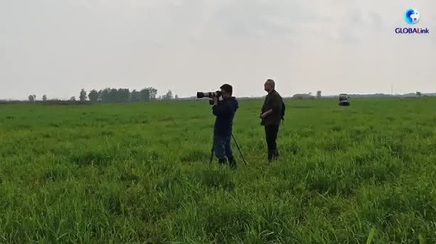 Watch This | Wildlife conservation specialist advances milu deer protection with technology and research