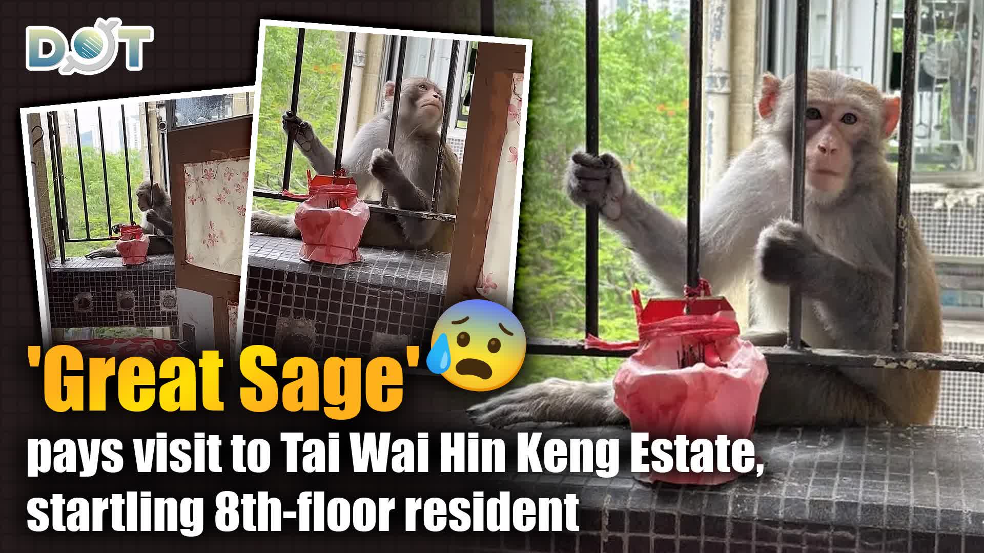 'Great Sage' pays visit to Tai Wai Hin Keng Estate, startling 8th-floor resident