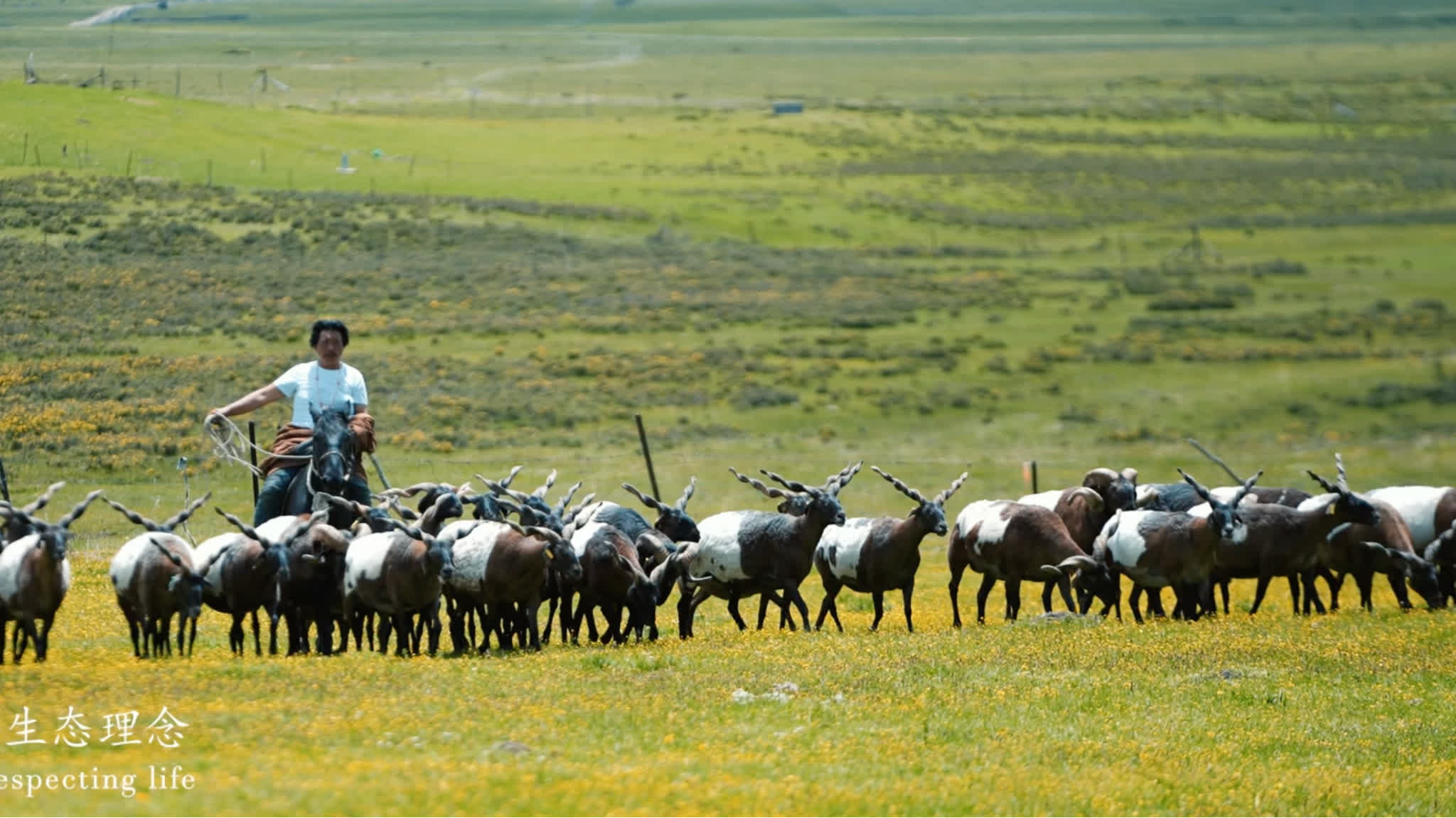Beautiful Qinghai: Where China's 'water tower' meets life on plateau