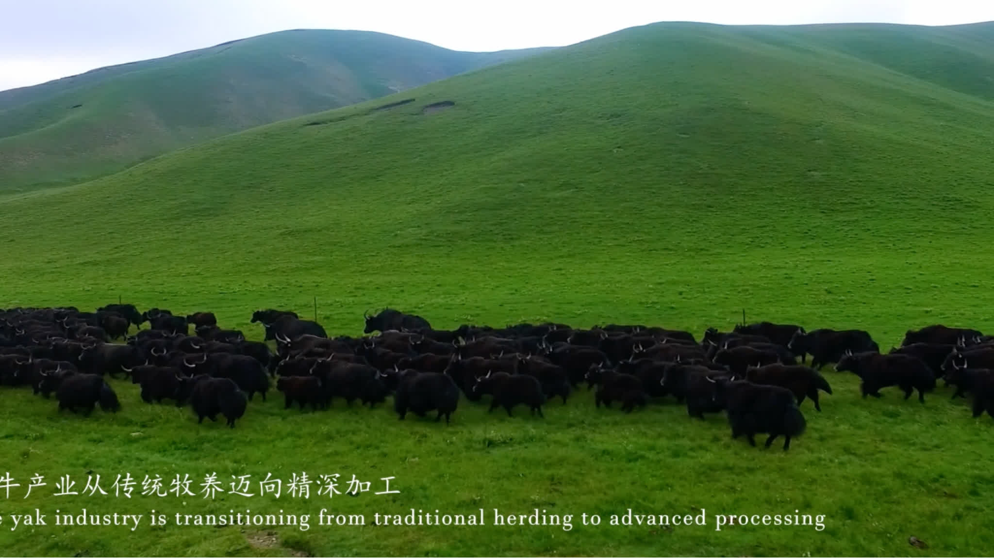 Beautiful Qinghai: Festivals, traditions, and the bonds of unity