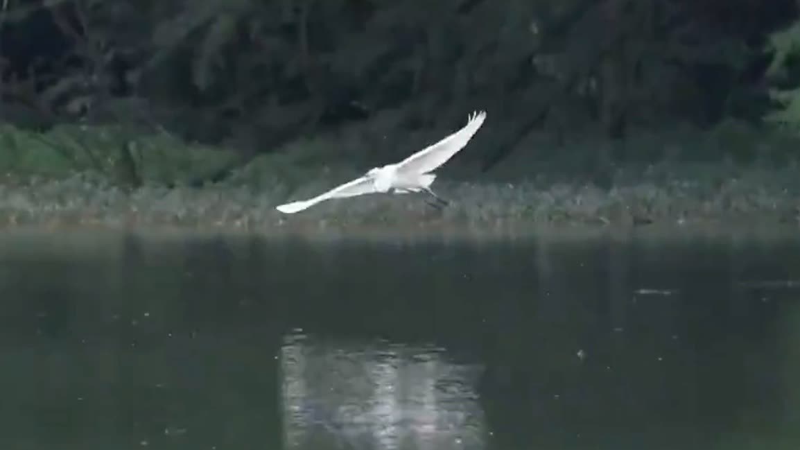 Watch This | Migratory birds thrive during breeding season at Poyang Lake
