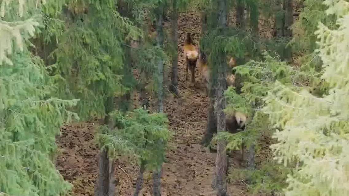 Watch This | A vibrant early summer scene in Xinjiang's Changji