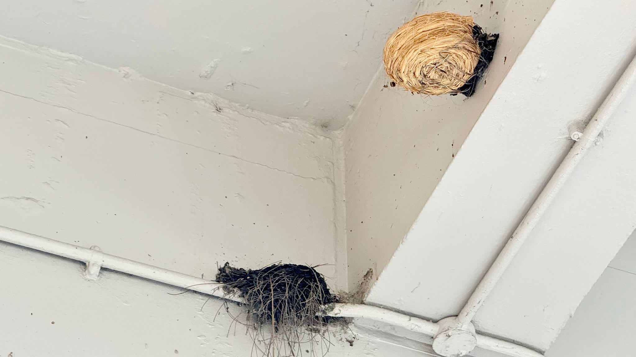 Watch This | Swallow nests at Shatin Centre bridge demolished: AFCD adds artificial nests