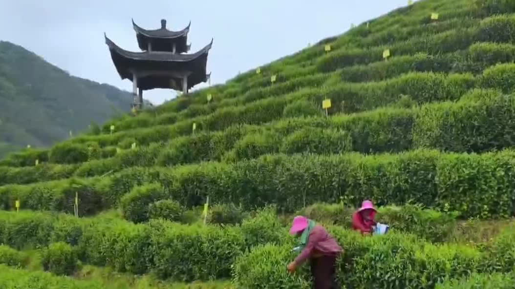 Watch This | Emerging consumption trend in new Chinese-style tea drinks