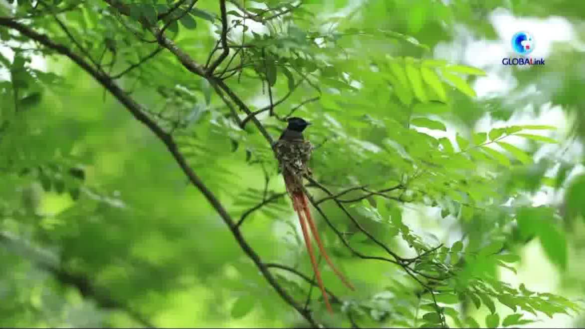 Watch This | Asian paradise flycatcher draws tourists to Huangshan for birdwatching boom