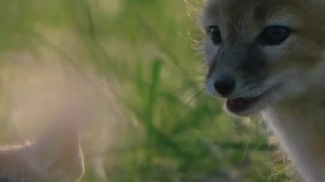 Watch This | Spirited, playful moment for fox family on Hulunbuir Grassland