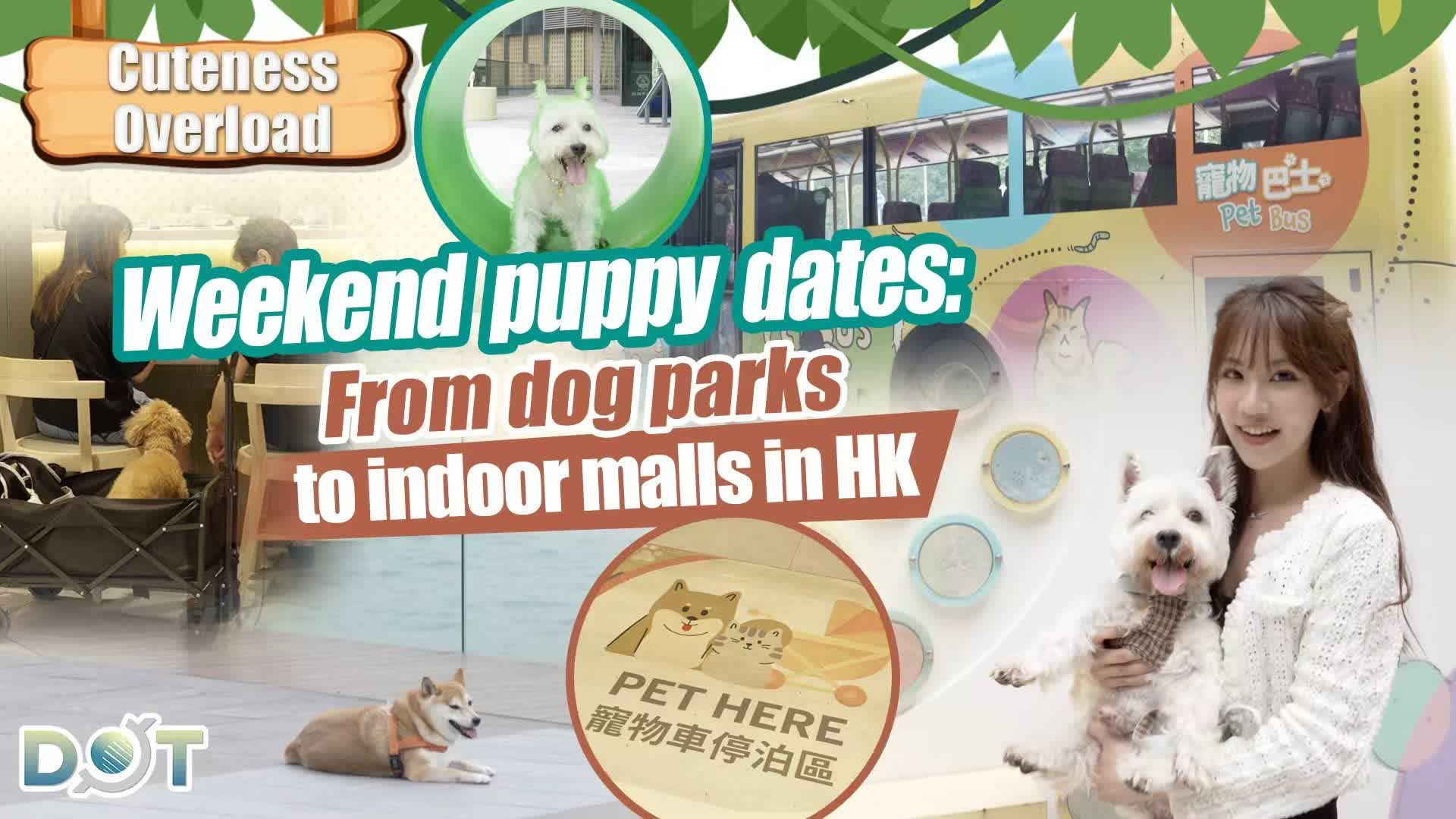 Cuteness Overload | Weekend puppy dates: From dog parks to indoor malls in HK