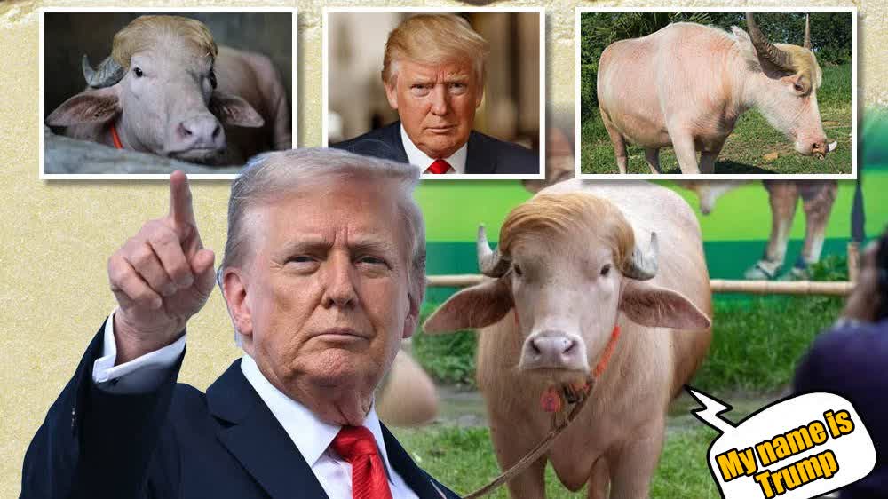 Albino buffalo with Trump-like blonde hair spared from sacrifice after public outcry in Bangladesh