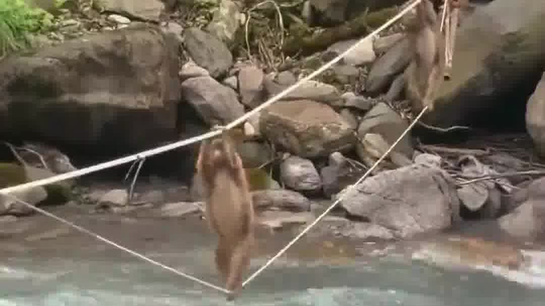Watch This | Monkey troop shows off creative river crossing in China's Sichuan