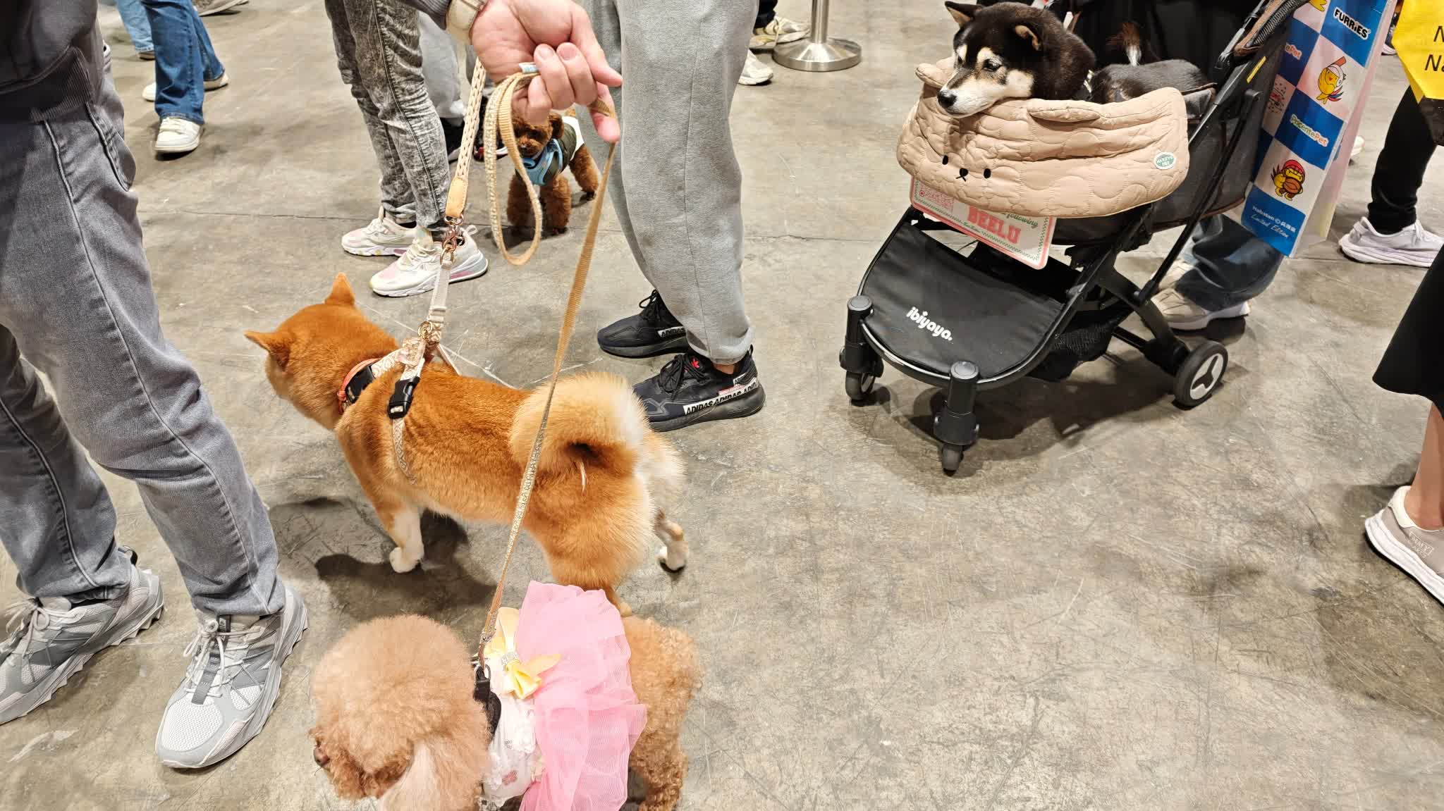 AFCD steps up dog licensing inspections and enforcement: Owners without licence face direct prosecution