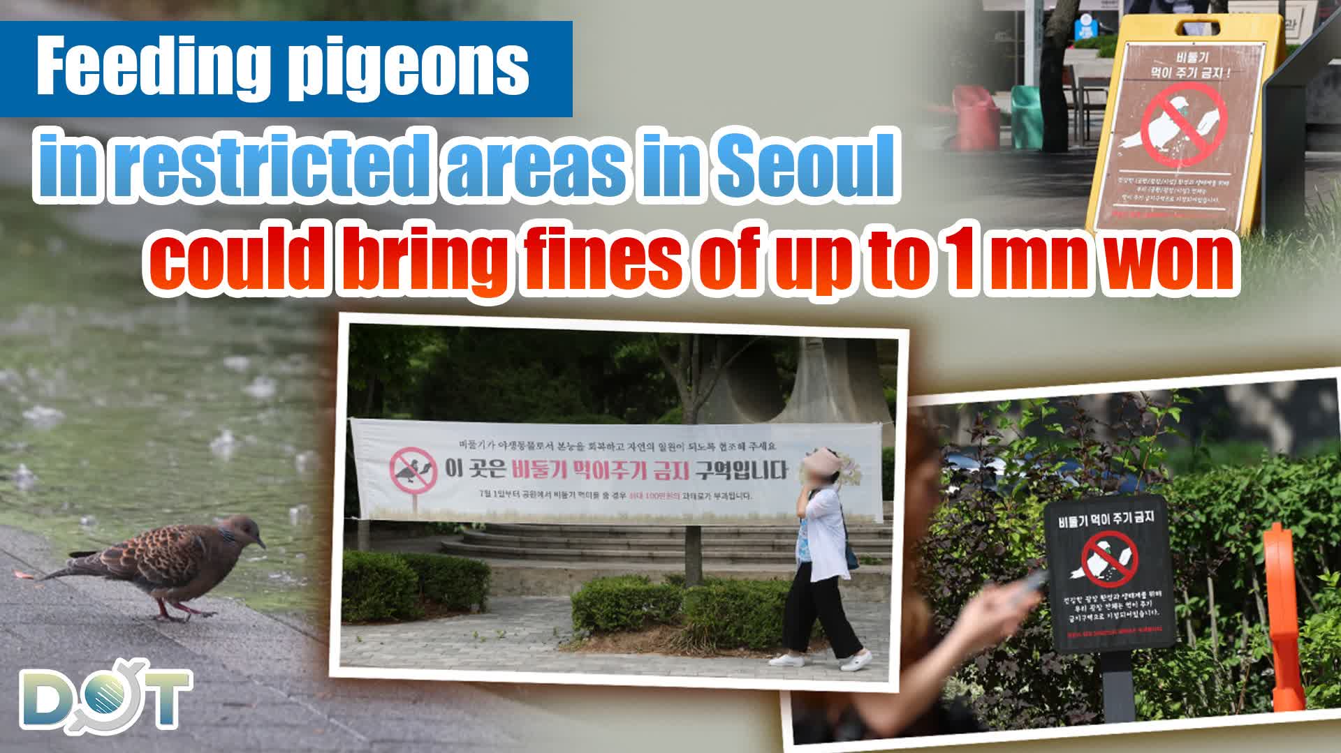 Feeding pigeons in restricted areas in Seoul could bring fines of up to 1 mn won