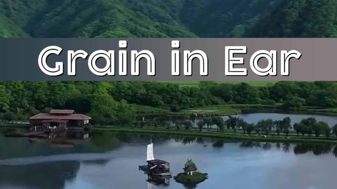 Watch This | Grain in Ear: When the fields don't wait