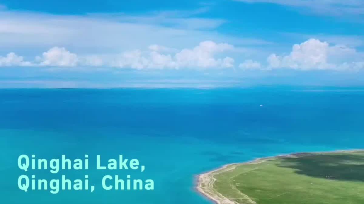 Watch This | Turning the tide: ecological progress at China's Qinghai Lake basin