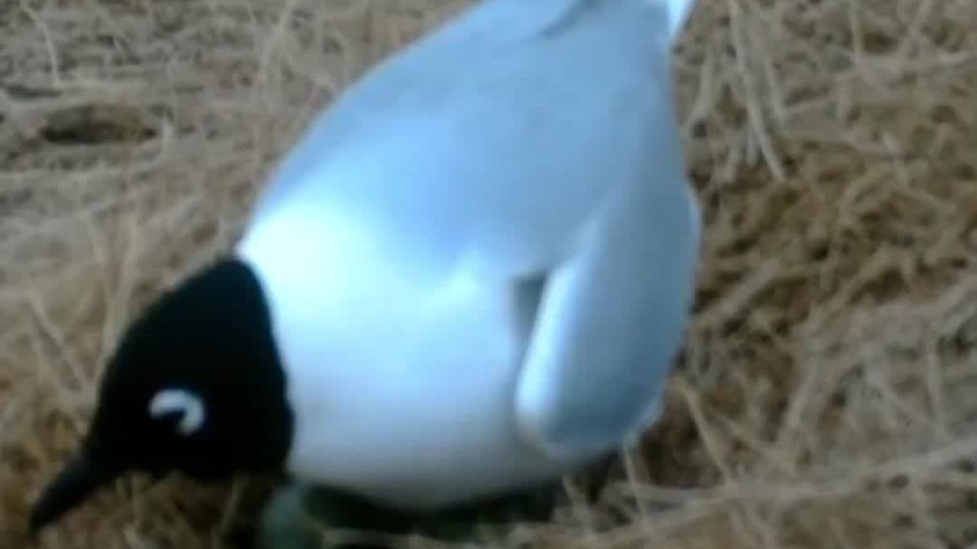 Rare footage: Saunders's gulls breed in NE China's wetland