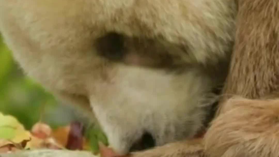 Watch This | Qinling Mountains records all 12 brown panda sightings in China
