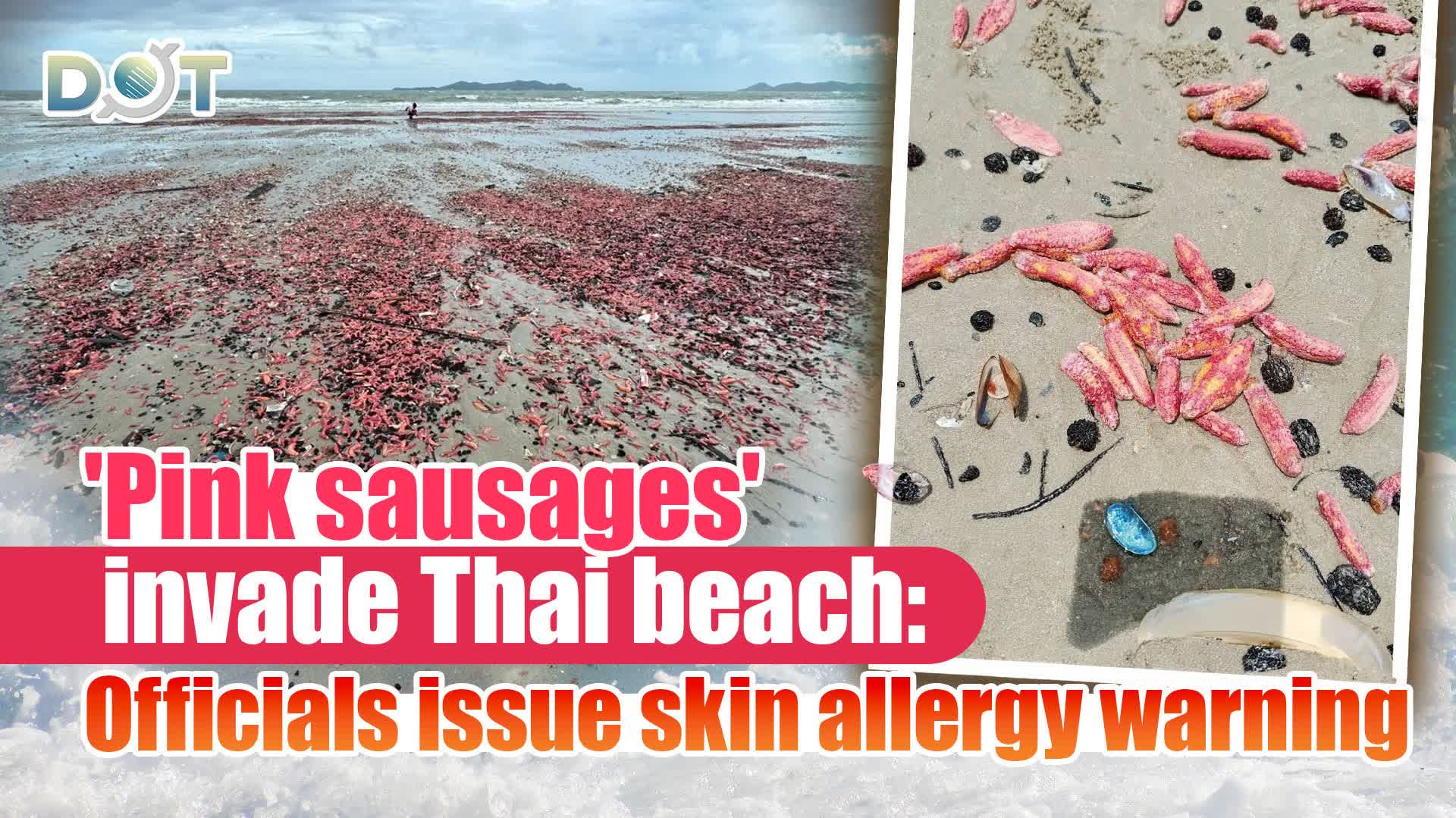 'Pink sausages' invade Thai beach: Officials issue skin allergy warning
