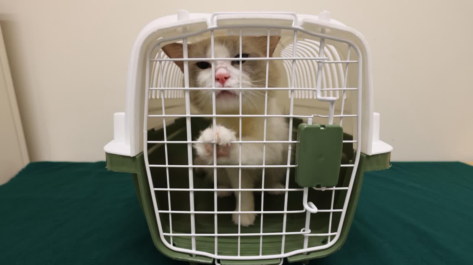 Man caught trying to smuggle live cat into HK hidden in backpack