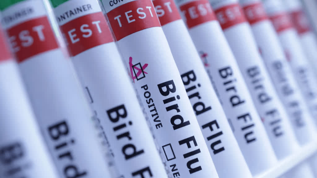 New Zealand on alert as bird flu detected in Australia