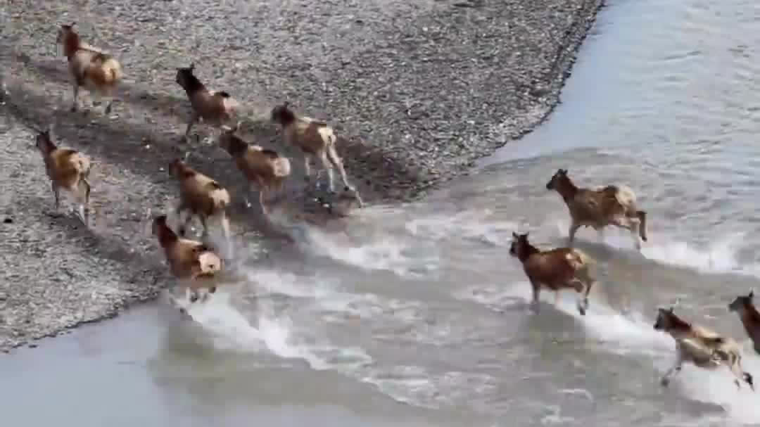 Watch This | Endangered white-lipped deer spotted in China's Sanjiangyuan