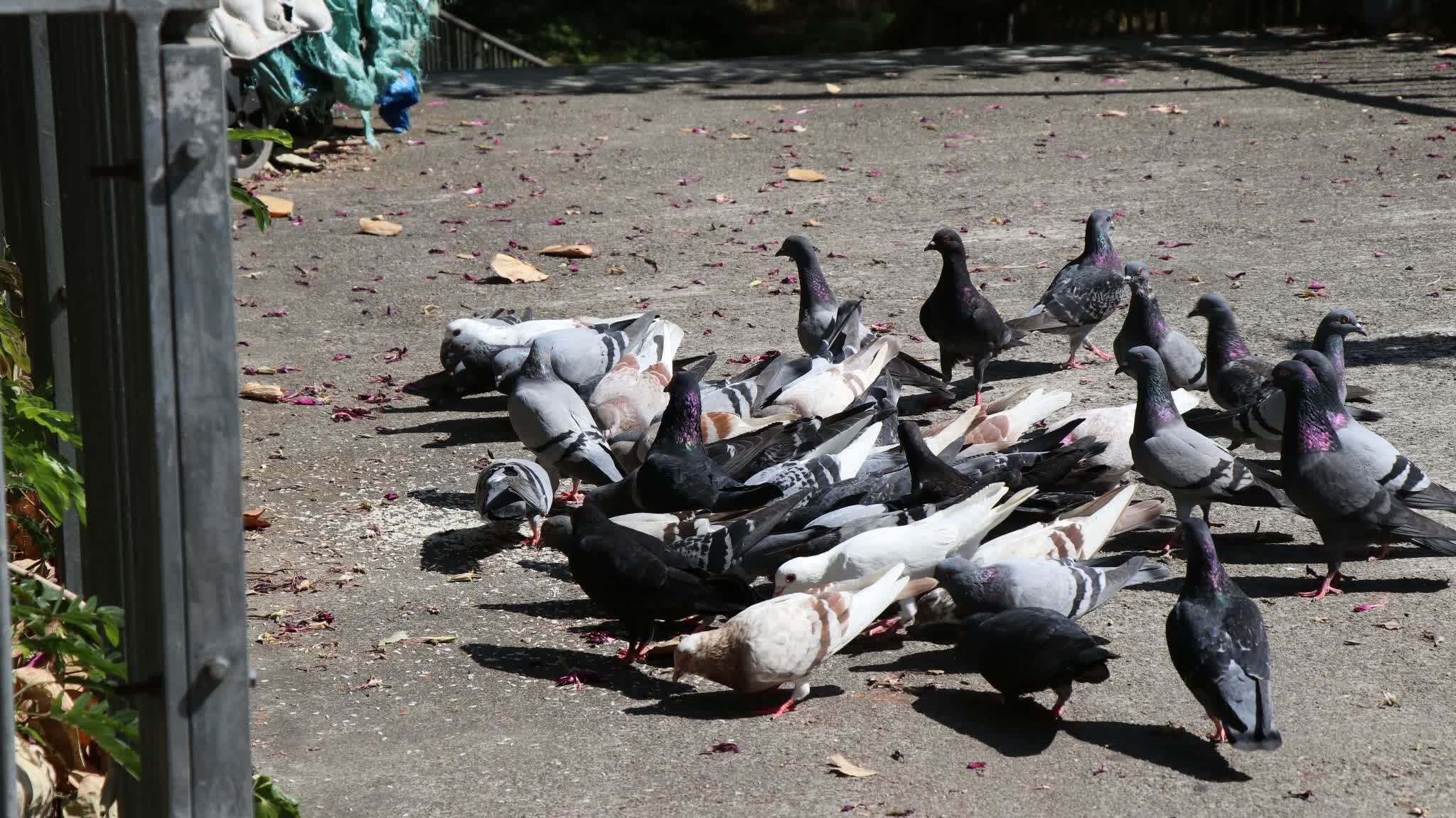 Crackdown on illegal feeding of wild pigeons: Govt issues 289 fixed-penalty notices so far