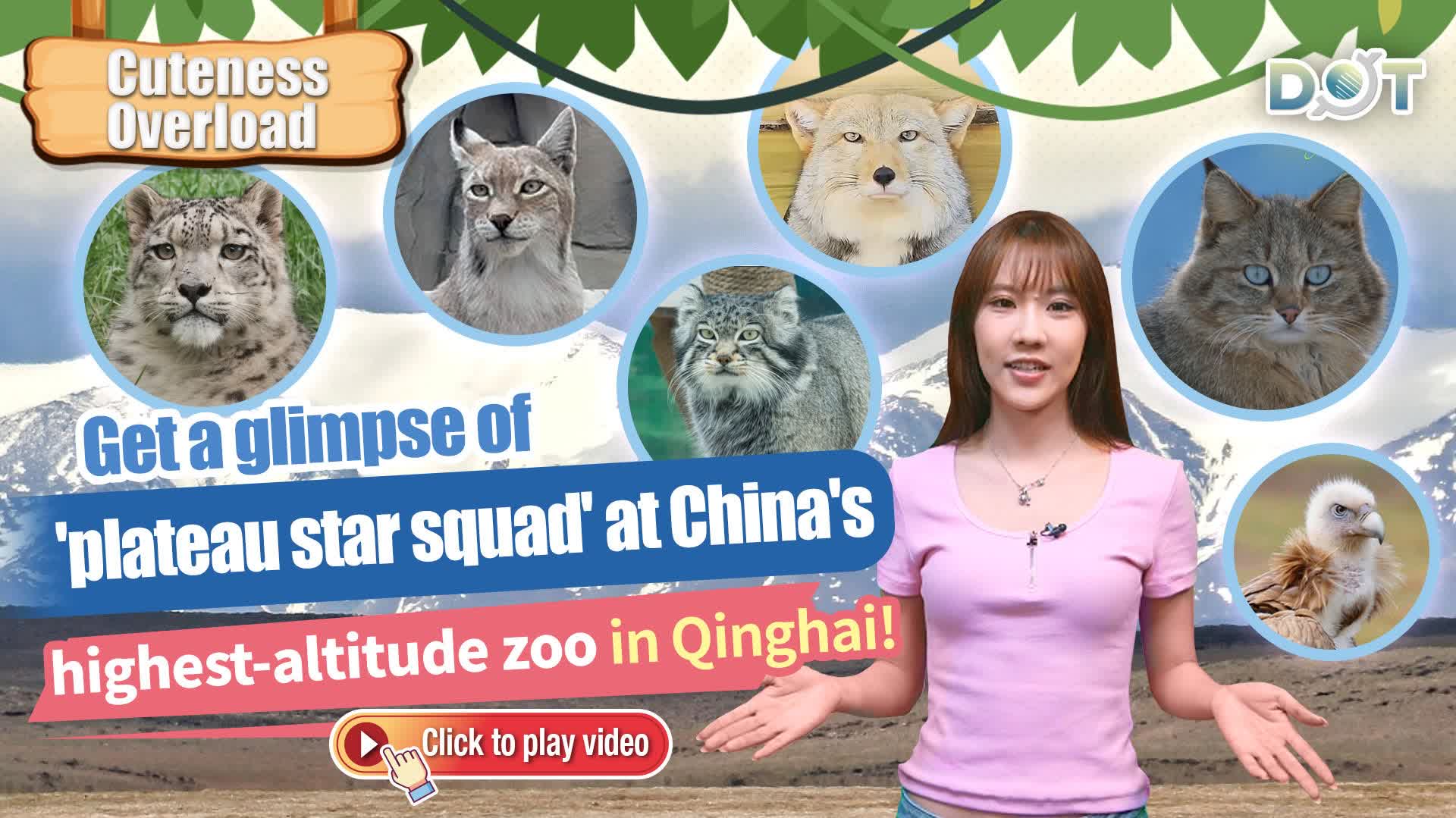 Cuteness Overload | Get a glimpse of 'plateau star squad' at China's highest-altitude zoo in Qinghai!