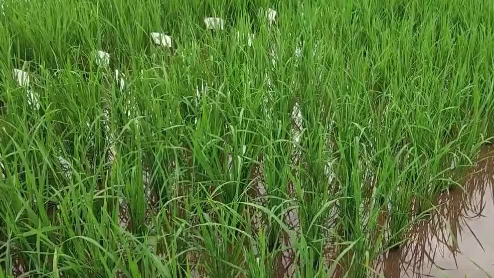 Watch This | Chinese agronomists help boost rice production in Tanzania