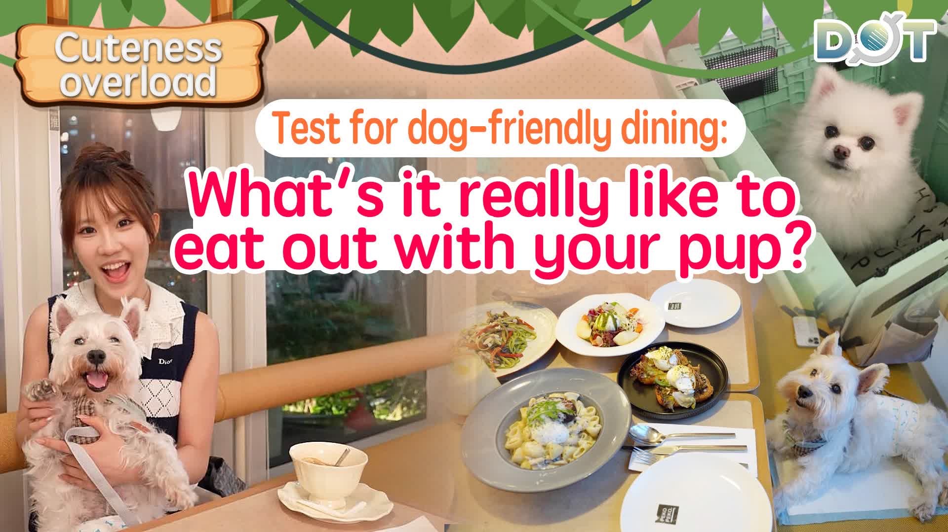 Cuteness overload | Test for dog-friendly dining: What's it really like to eat out with your pup?