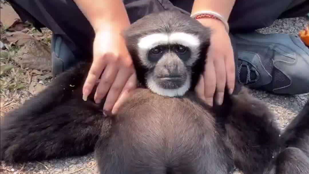 Watch This | A gibbon's summer day massage