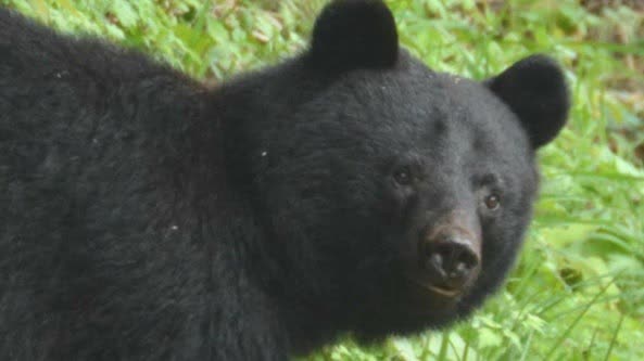 Bear enters residential property in Hokkaido, homeowner uses fireworks to scare it away