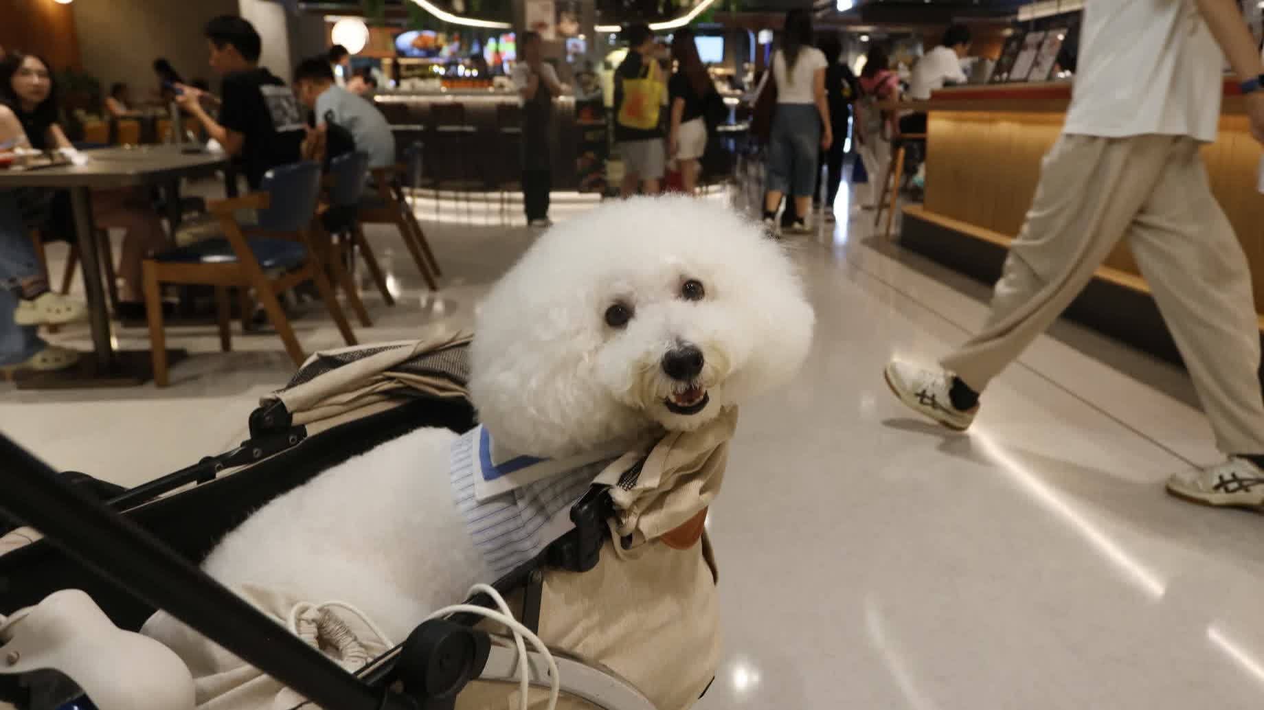 Pets in restaurants | First weekend runs smoothly, FEHD receives 20 complaints over leash length and other issues