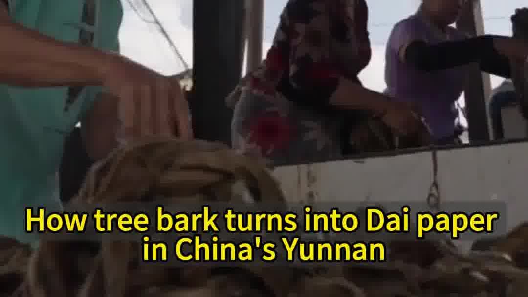 OMG | How tree bark turns into Dai paper in China's Yunnan