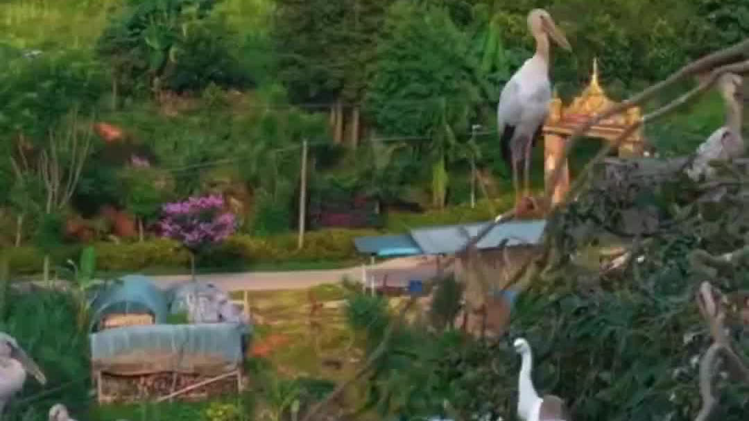 Watch This | Birds and people share landscape in China's Xishuangbanna