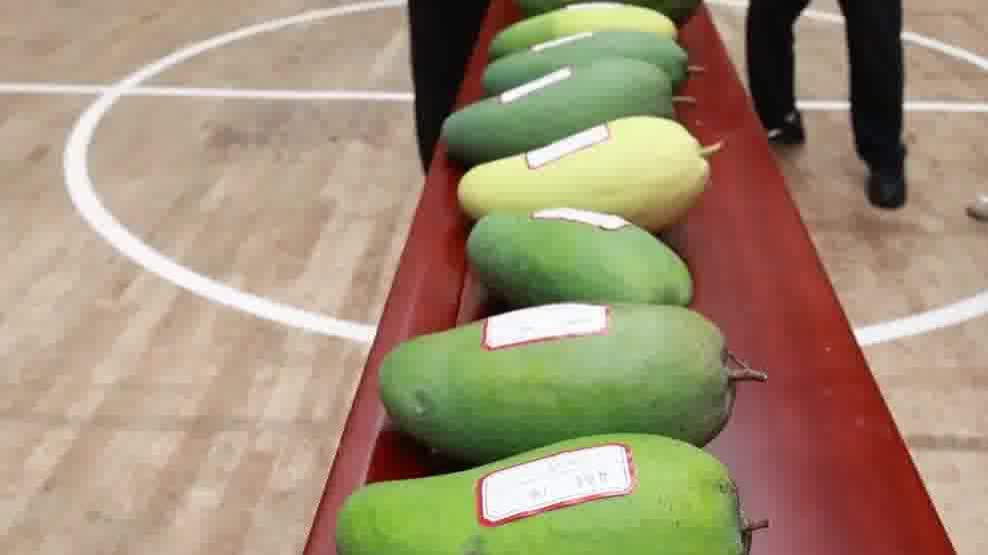 Watch This | 4.16-kg mango takes the crown at SW China mango weigh-off