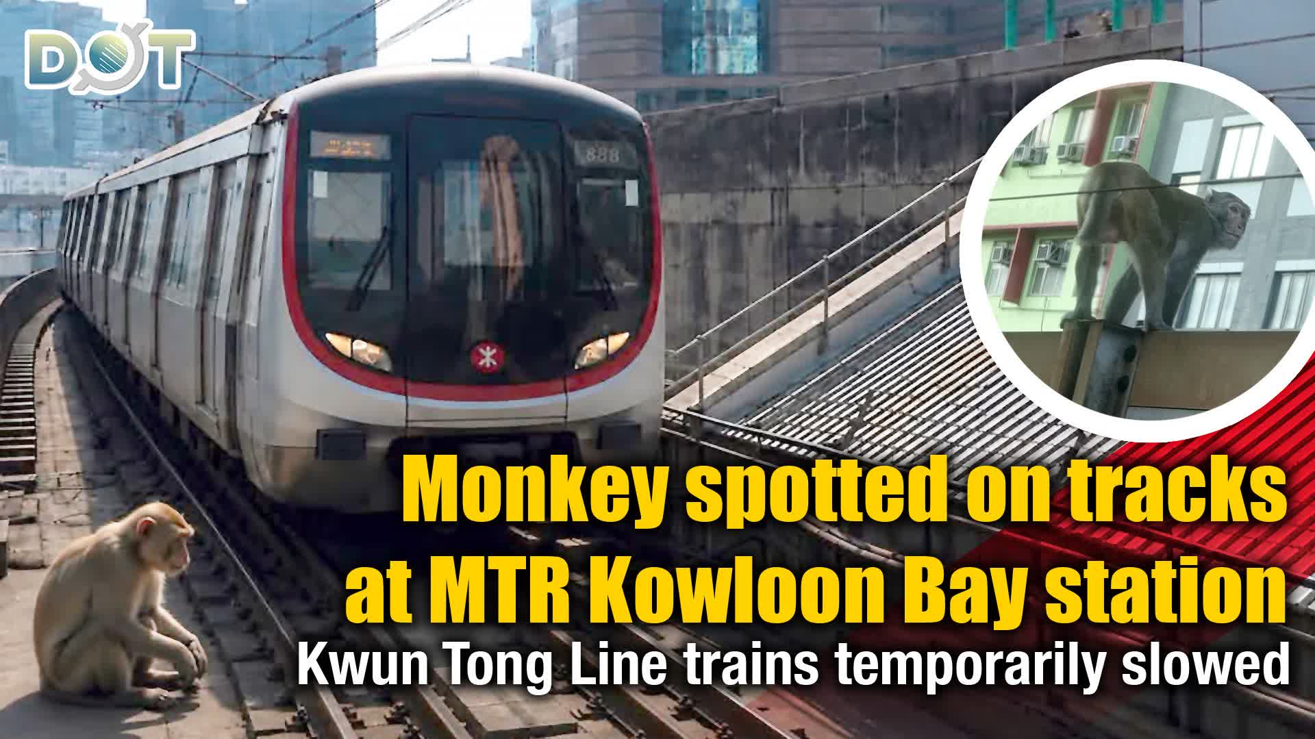 Monkey spotted on tracks at MTR Kowloon Bay station, Kwun Tong Line trains temporarily slowed