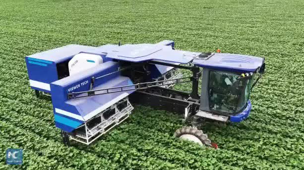 Watch This | Xinjiang deploys 108-arm robot for cotton topping, slashes labor costs