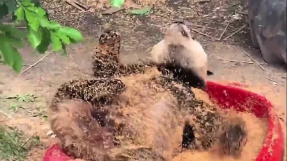 Watch This | Rolling in happiness, covered in wood shavings